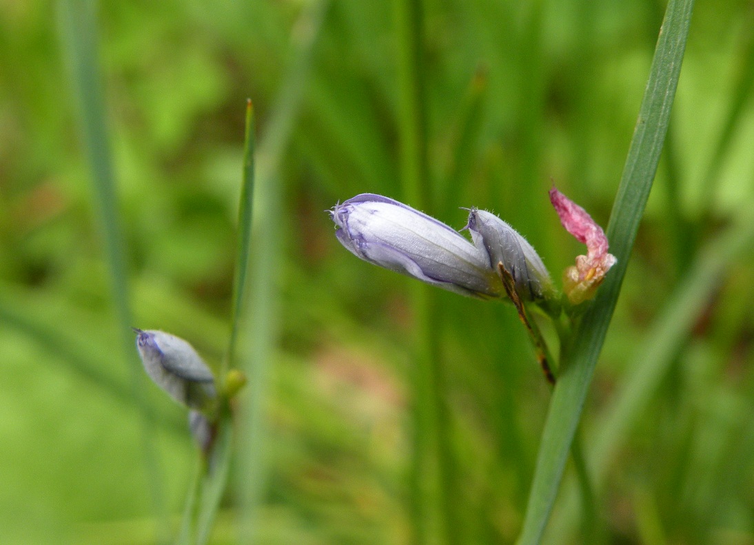 Image of Sisyrinchium septentrionale specimen.