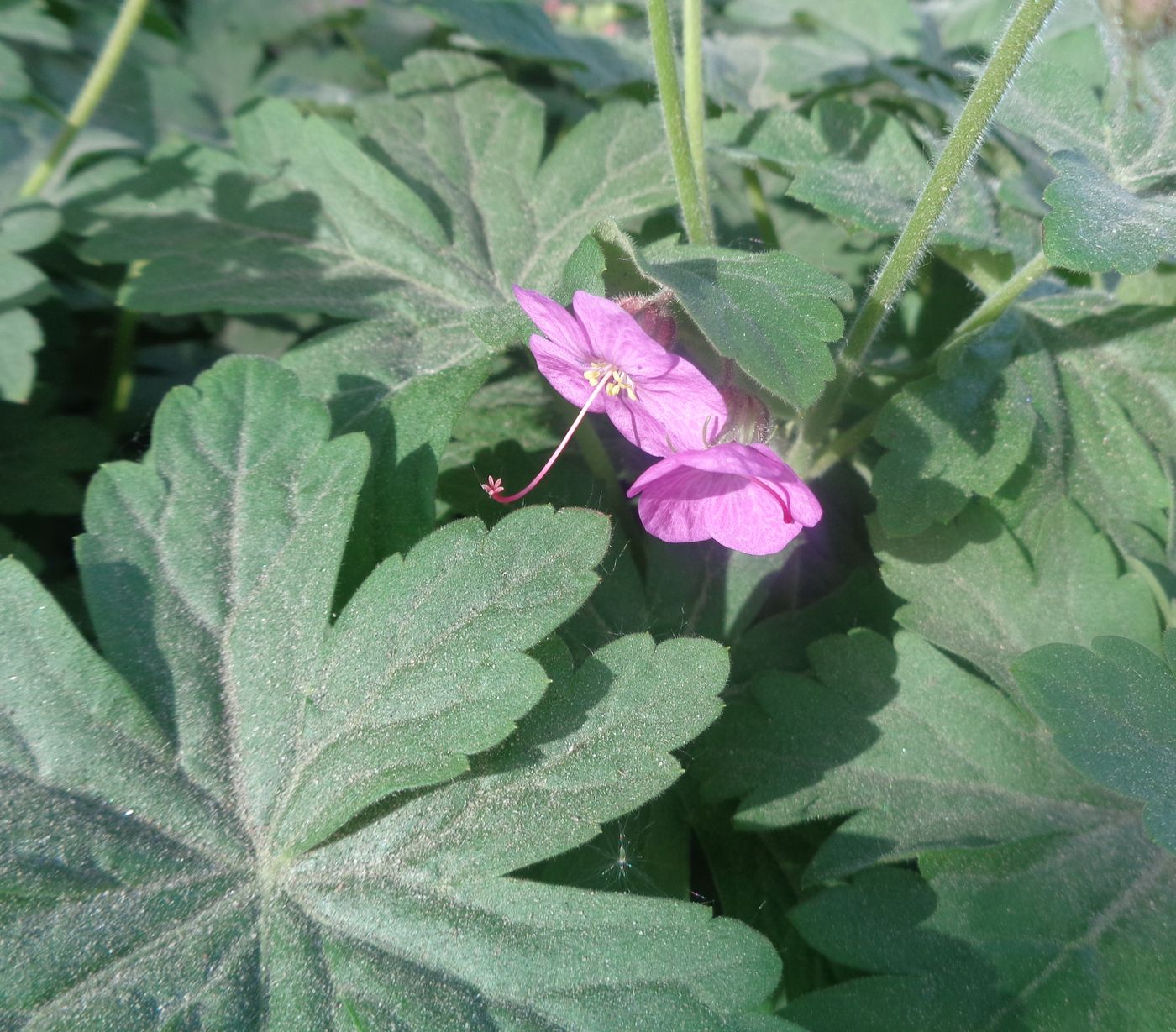 Image of Geranium macrorrhizum specimen.
