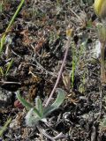 Plantago atrata. Зацветающее растение. Дагестан, Левашинский р-н, окр. с. Леваши, ок. 1400 м н.у.м., склон горы. 26.04.2019.