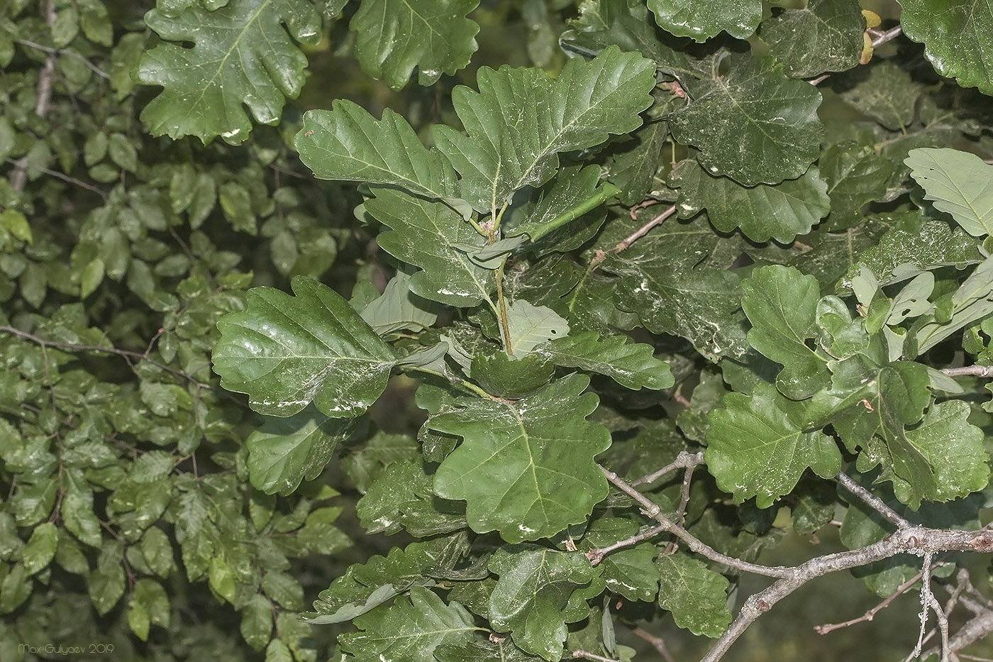 Image of Quercus petraea specimen.