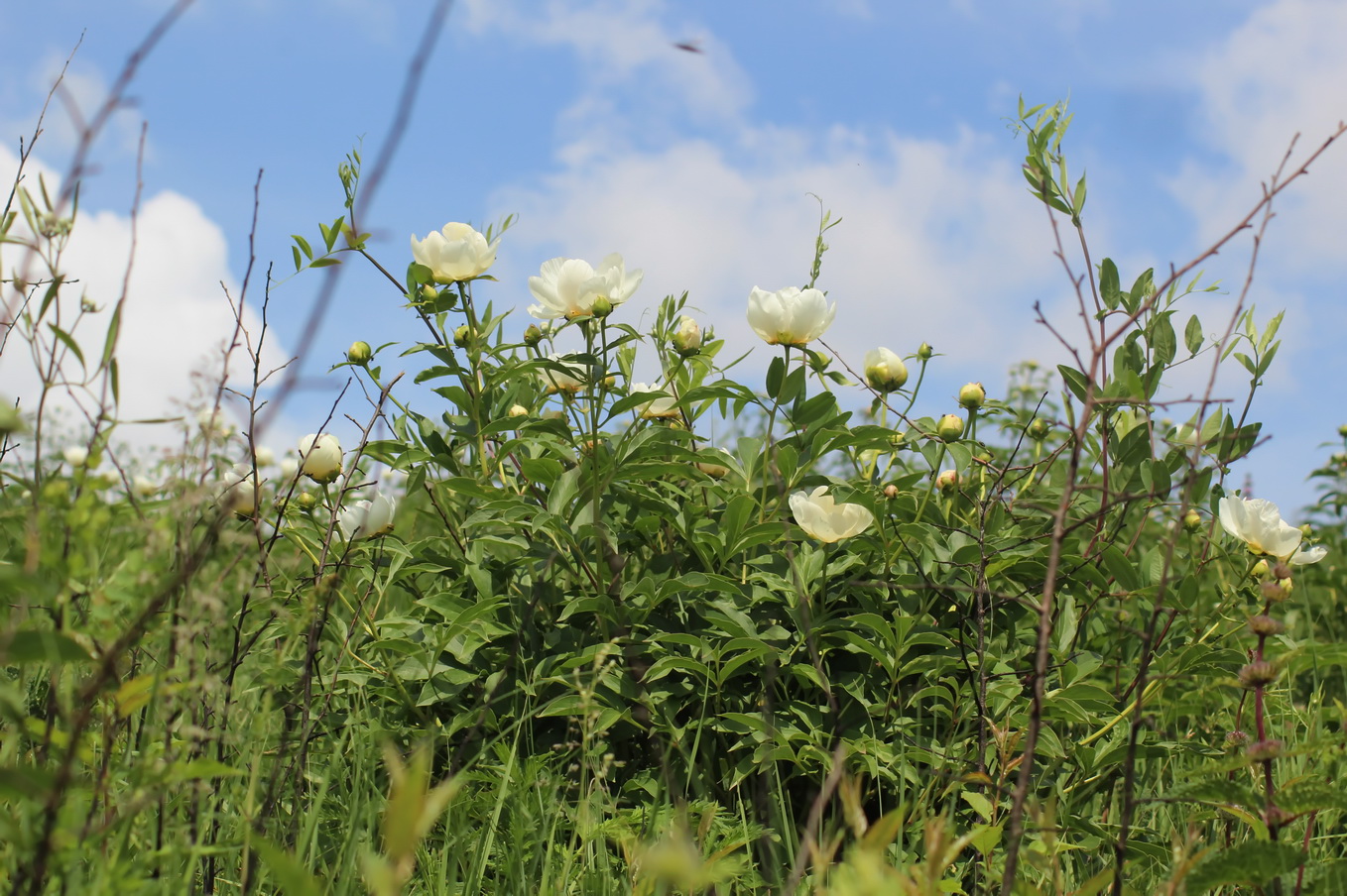Image of Paeonia lactiflora specimen.