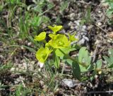 Euphorbia glareosa