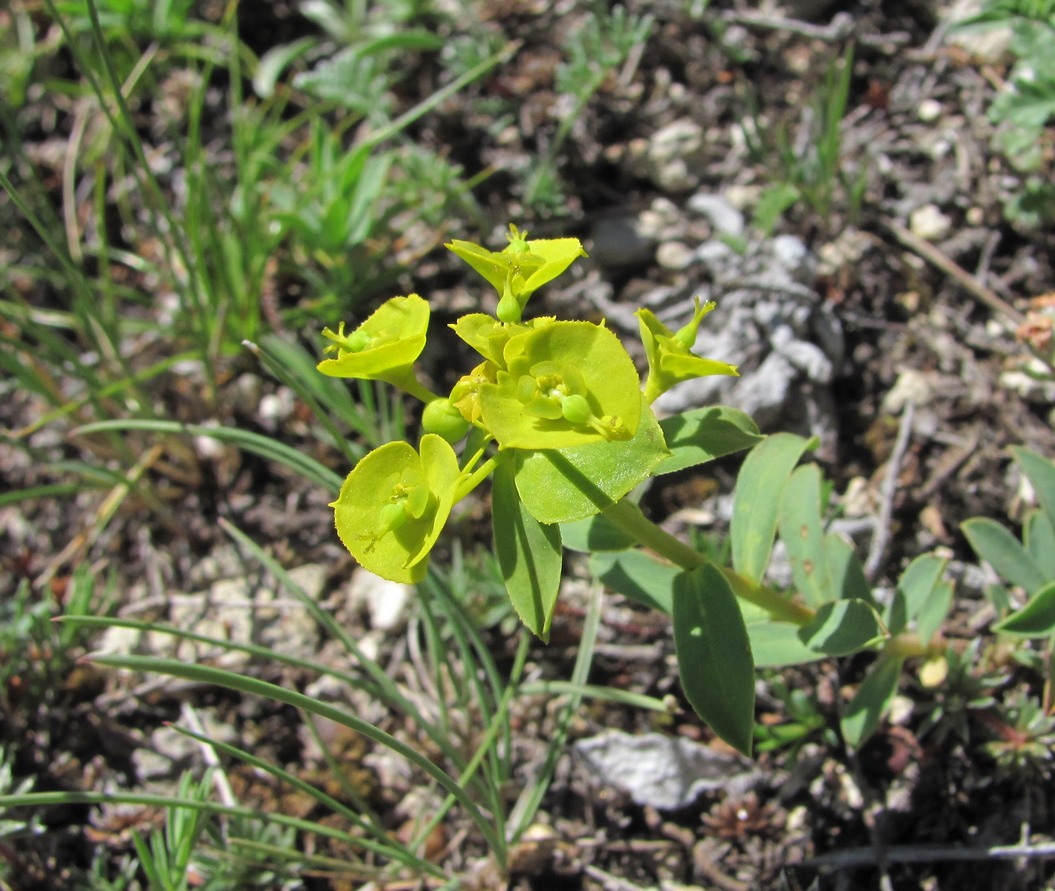 Изображение особи Euphorbia glareosa.