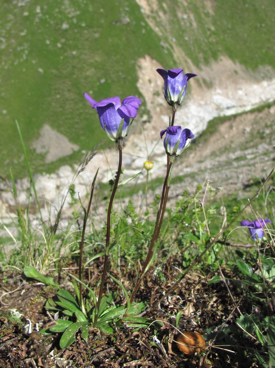 Изображение особи Campanula ciliata.