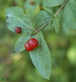 Lonicera tatarica