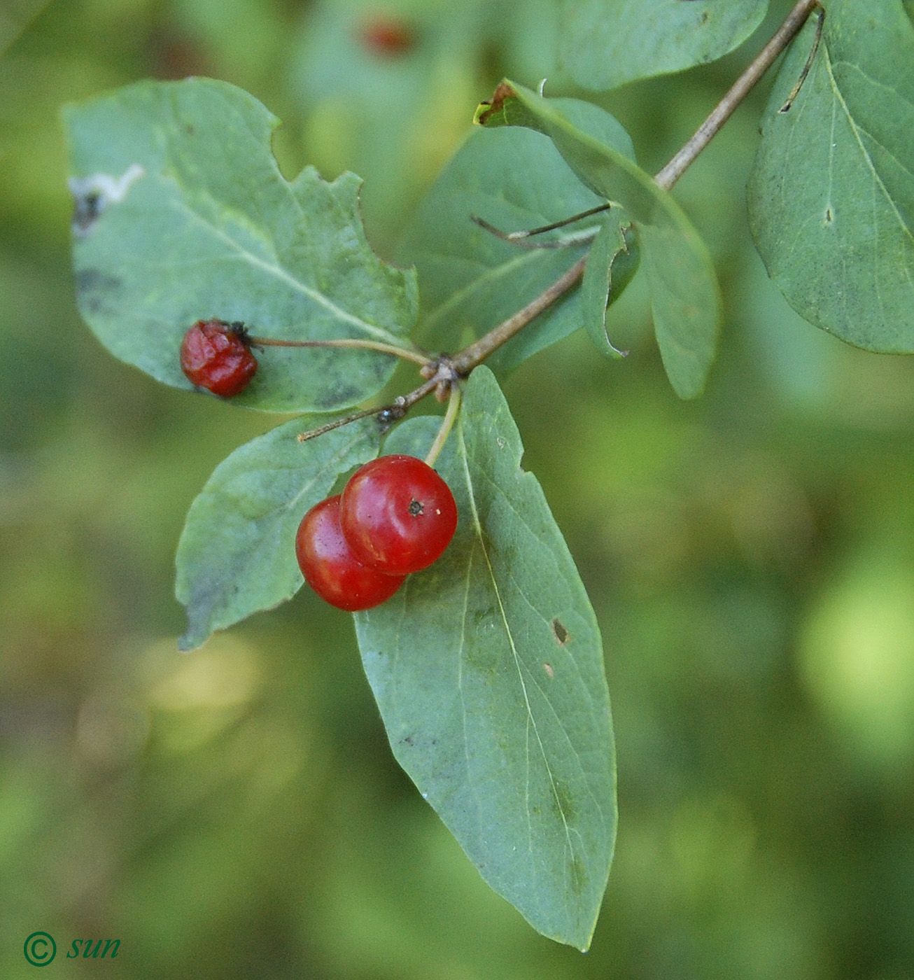 Изображение особи Lonicera tatarica.