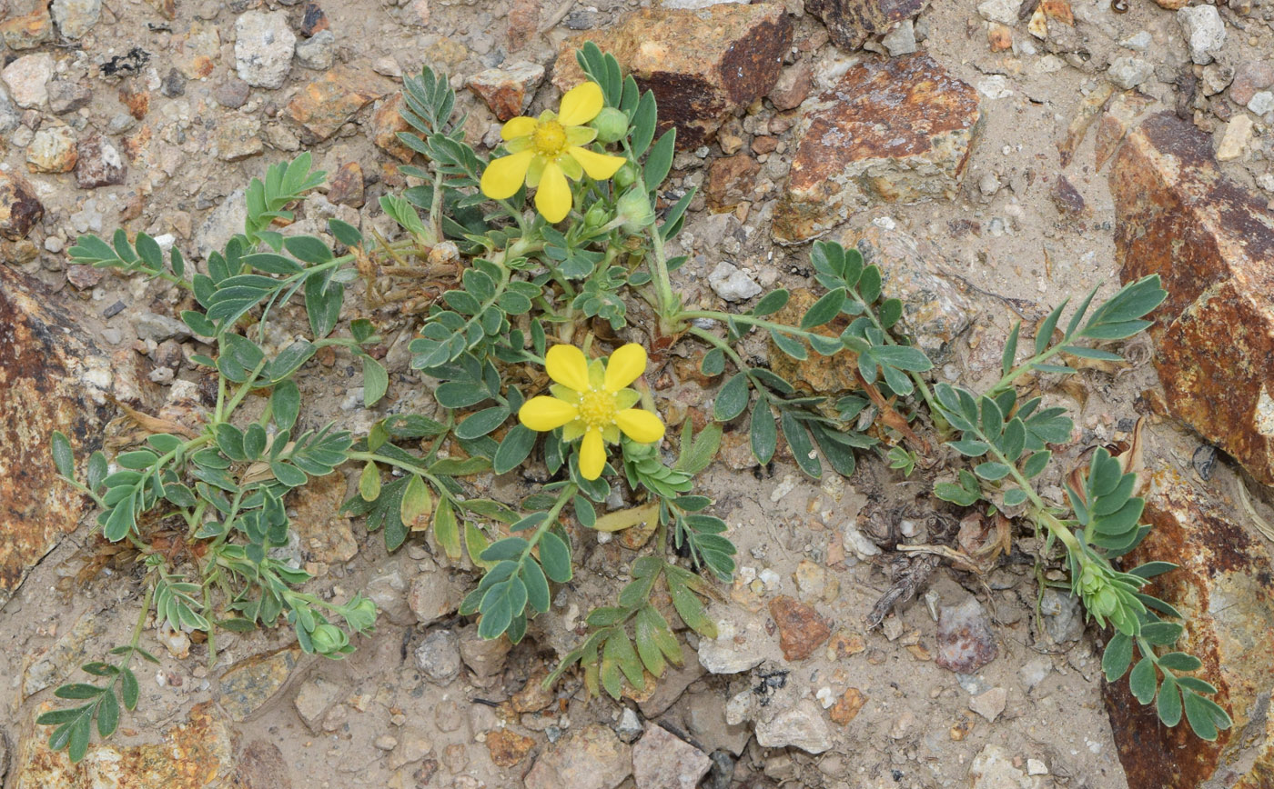 Image of Potentilla orientalis specimen.