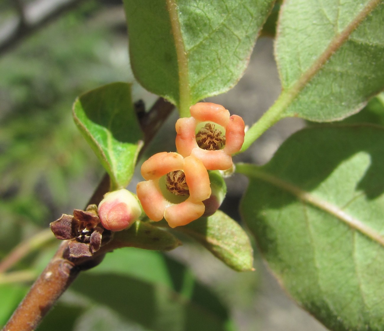 Image of Diospyros lotus specimen.