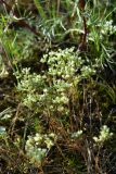 Scleranthus perennis. Цветущее растение. Ленинградская обл., Лужский р-н, г. Луга, окр. пересечения Старорусской ул. и Железнодорожной ул., сосновый лес, на песчаной почве. 15.08.2019.