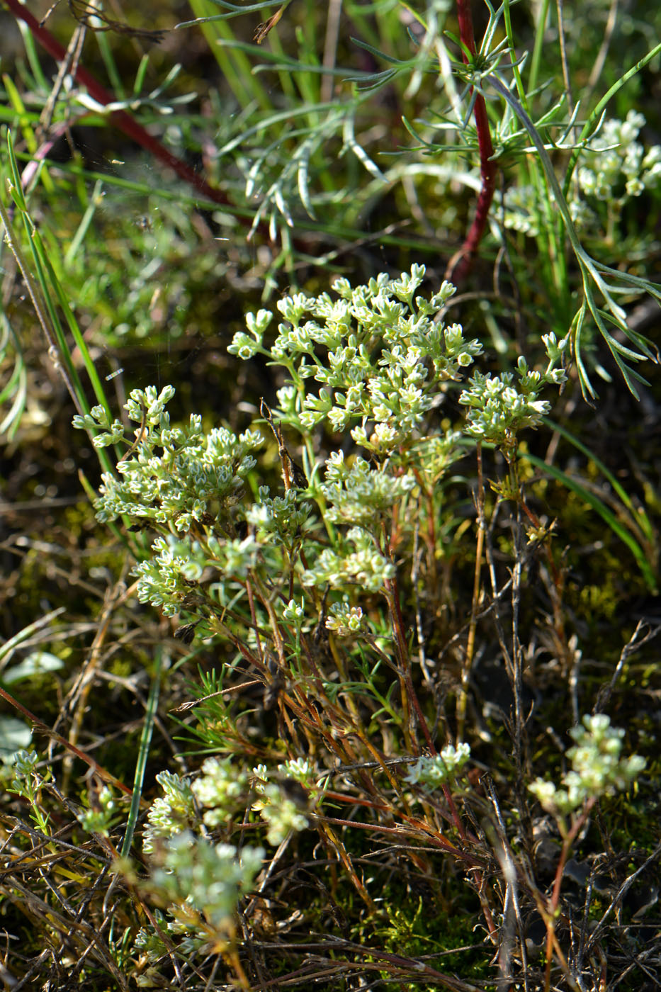 Изображение особи Scleranthus perennis.