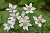 Anemonastrum fasciculatum