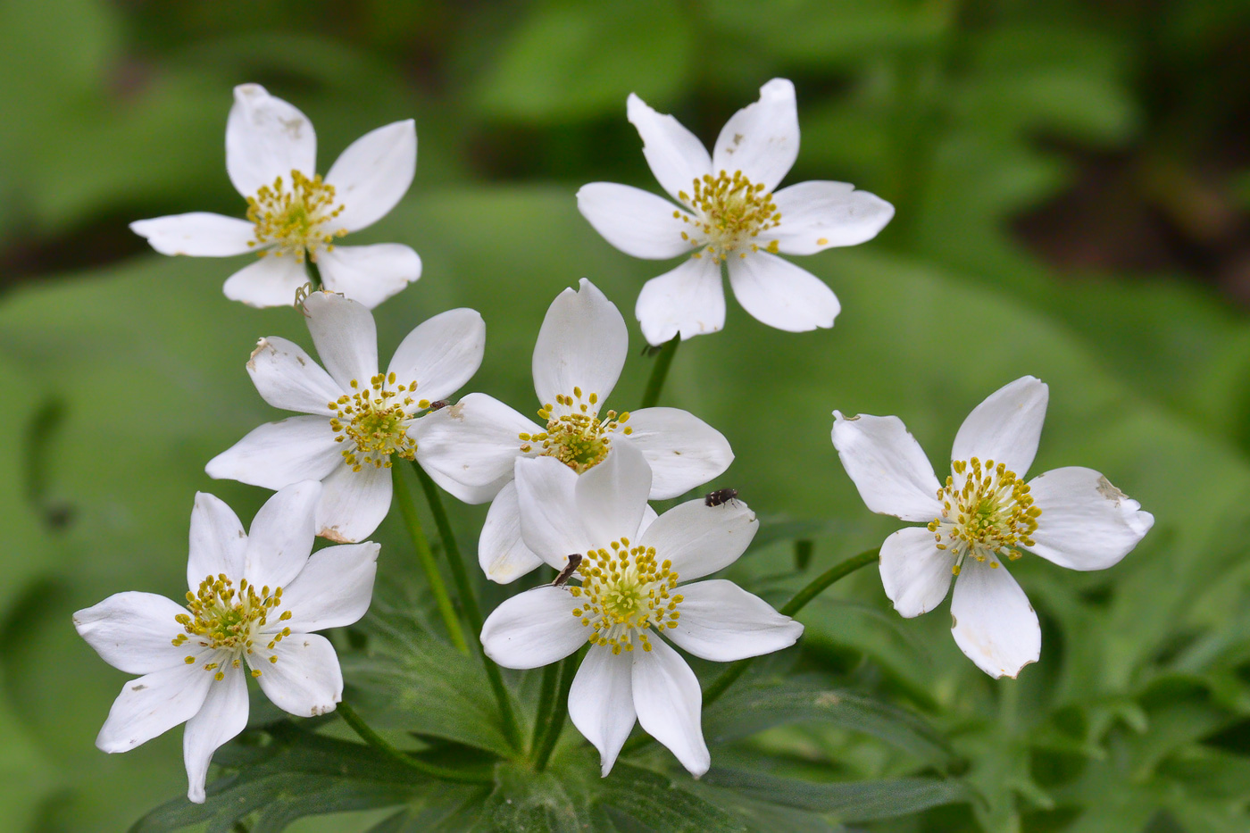 Image of Anemonastrum fasciculatum specimen.