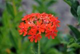 Lychnis chalcedonica. Соцветие. Челябинск, Ботанический сад ЧелГУ, в культуре. 01.08.2019.