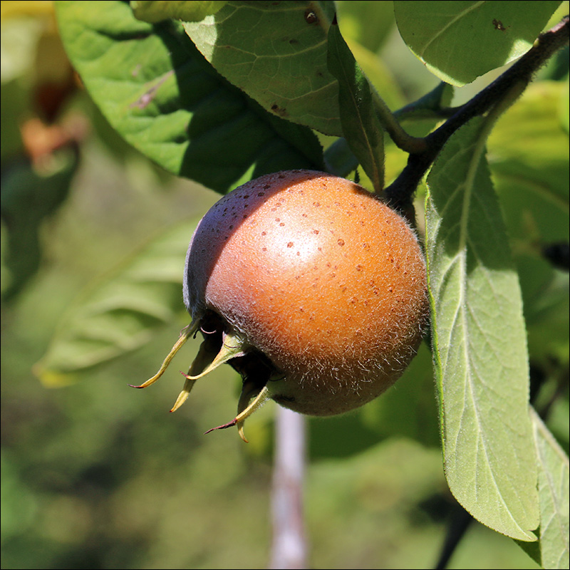 Изображение особи Mespilus germanica.