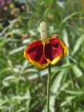 Rudbeckia columnifera