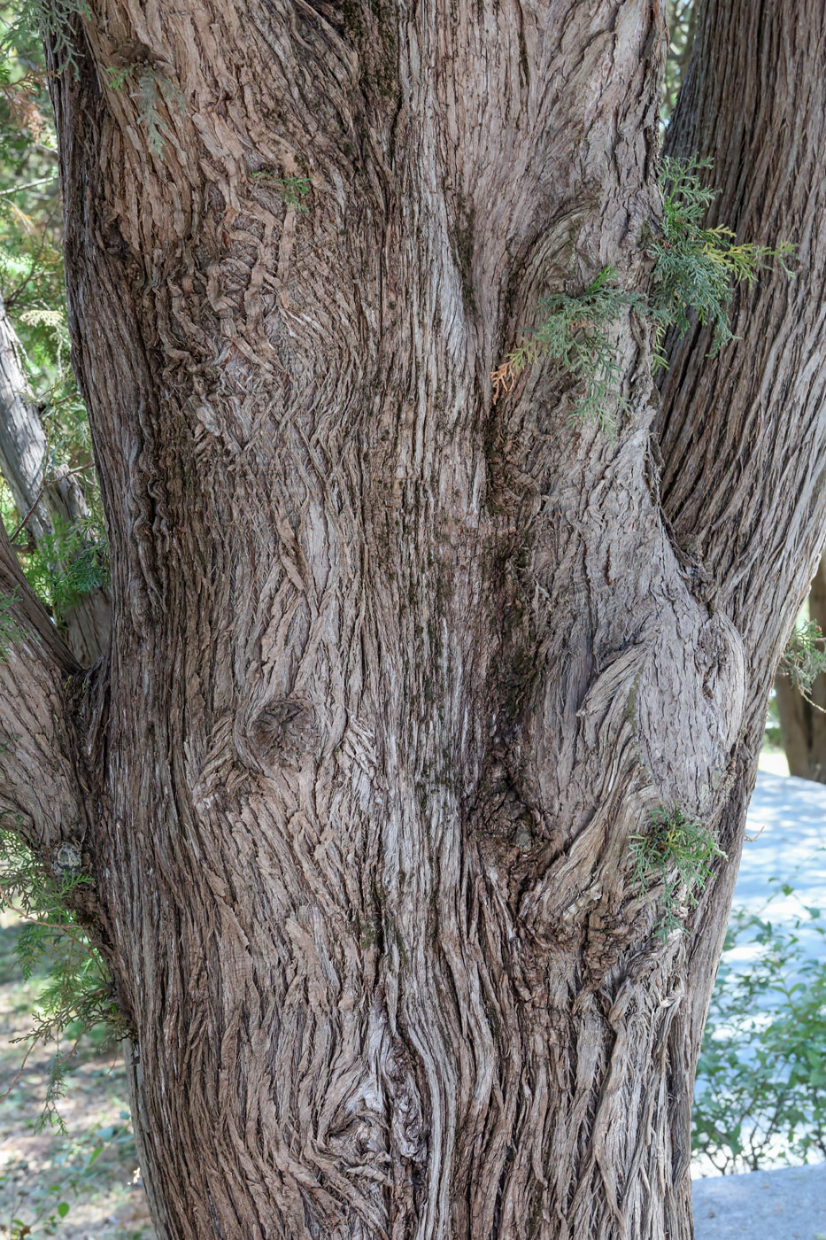 Изображение особи Platycladus orientalis.