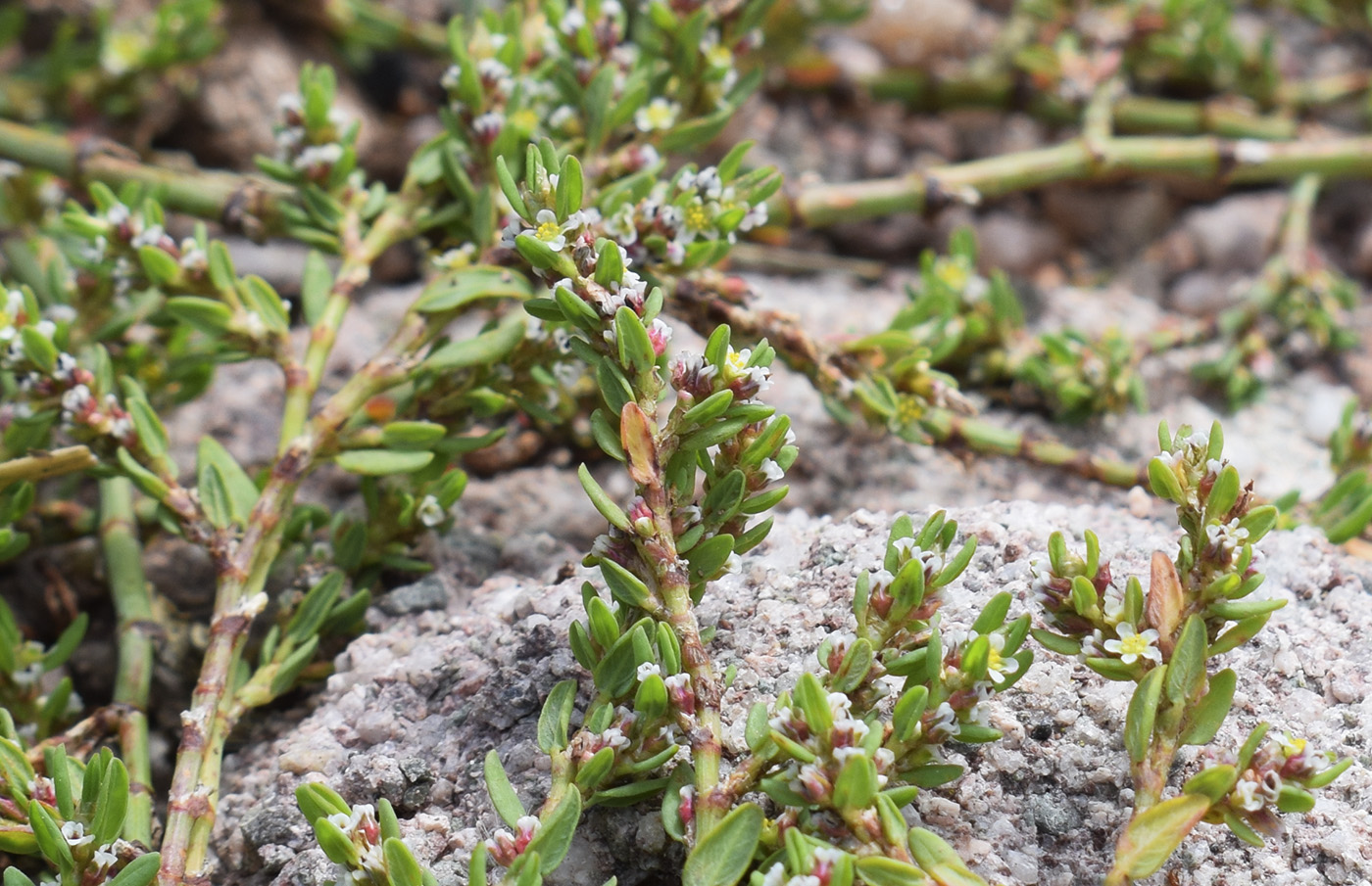 Image of genus Polygonum specimen.