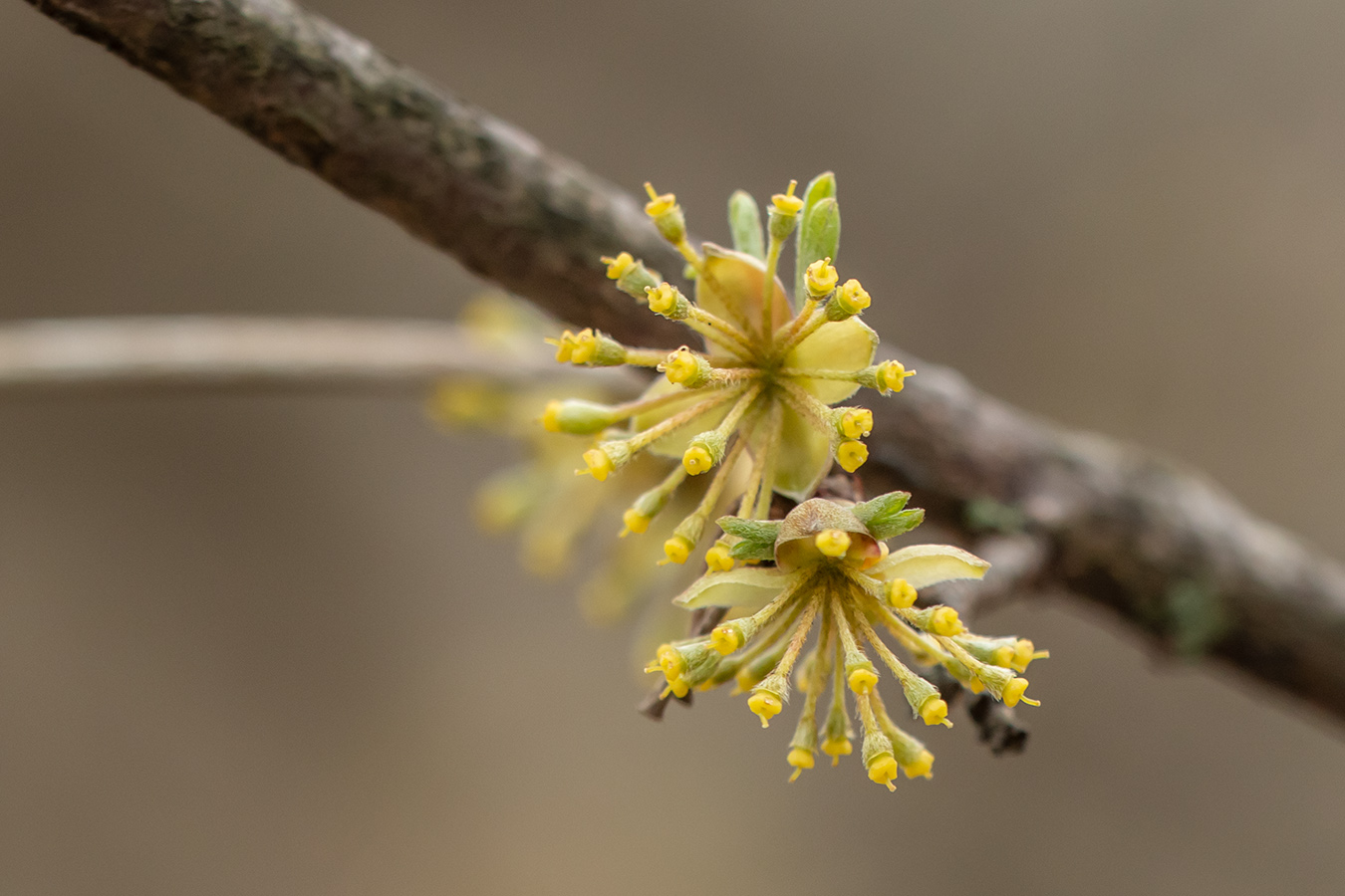 Image of Cornus mas specimen.