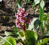 Bergenia crassifolia