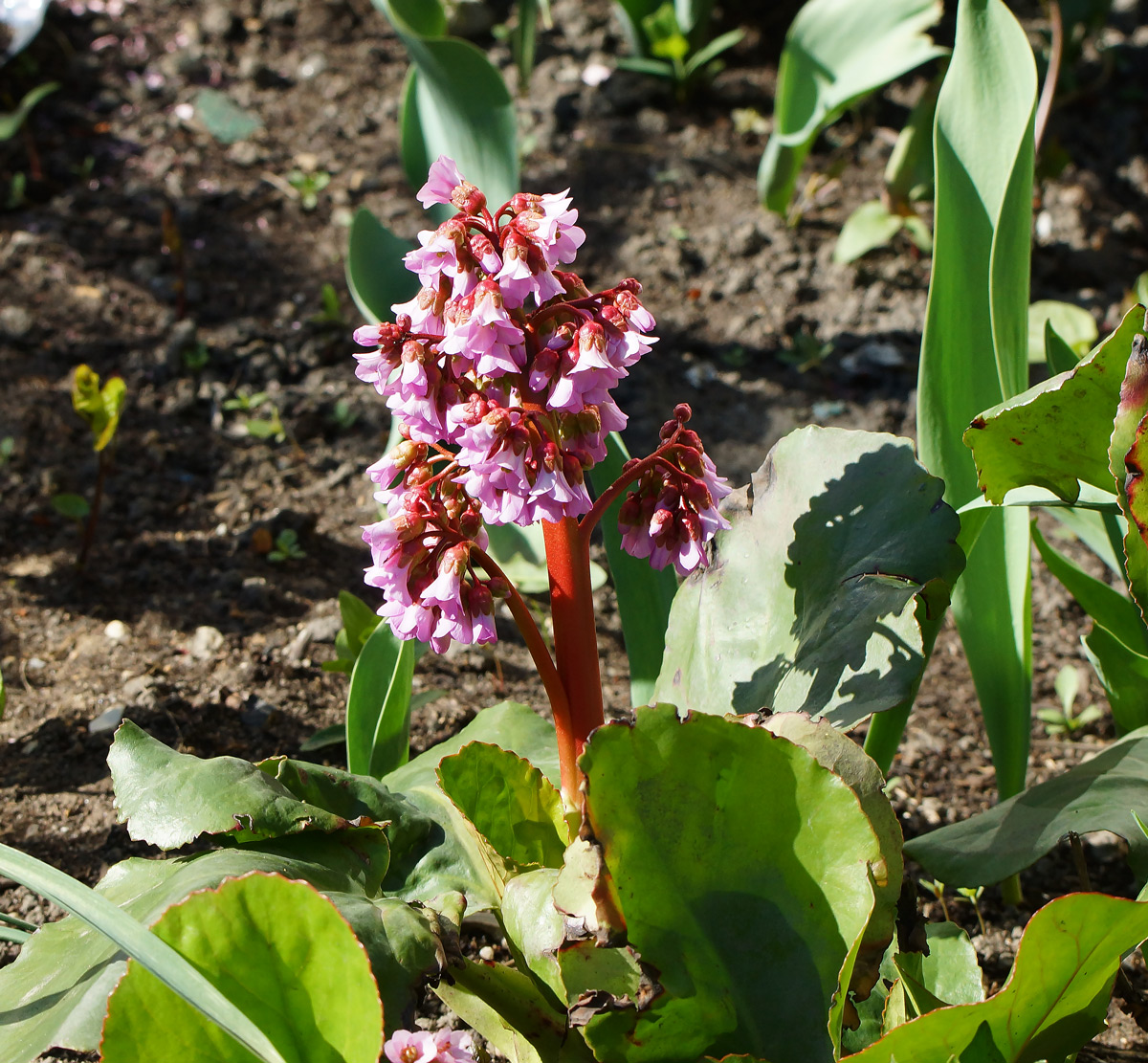 Image of Bergenia crassifolia specimen.