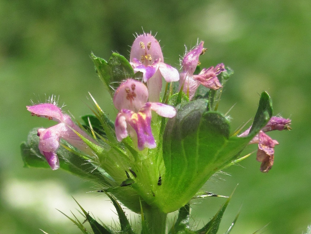 Изображение особи Galeopsis bifida.