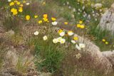 genus Papaver. Цветущие растения. Алтай, плоскогорье Укок, перевал Теплый ключ, ≈ 2900 м н.у.м., каменистый склон. 23.07.2010.