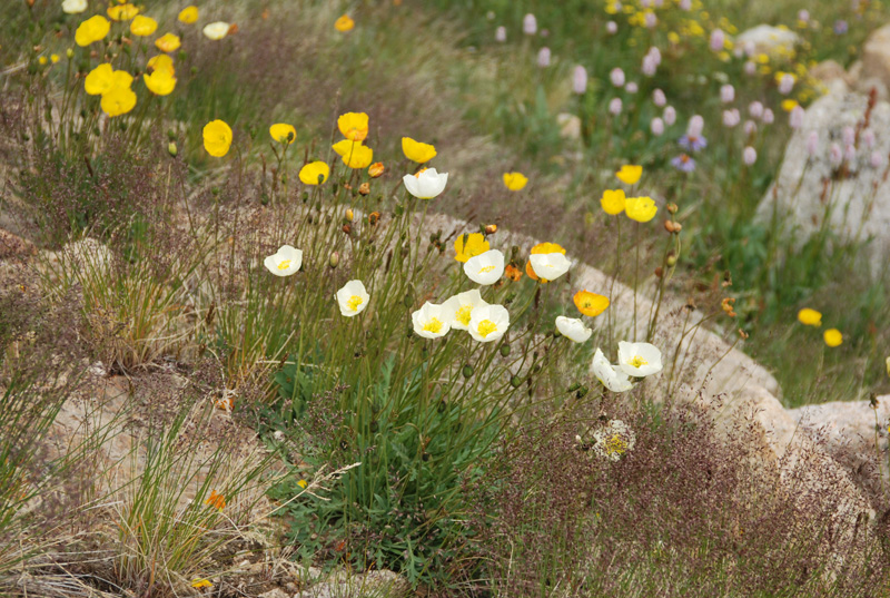 Image of genus Papaver specimen.