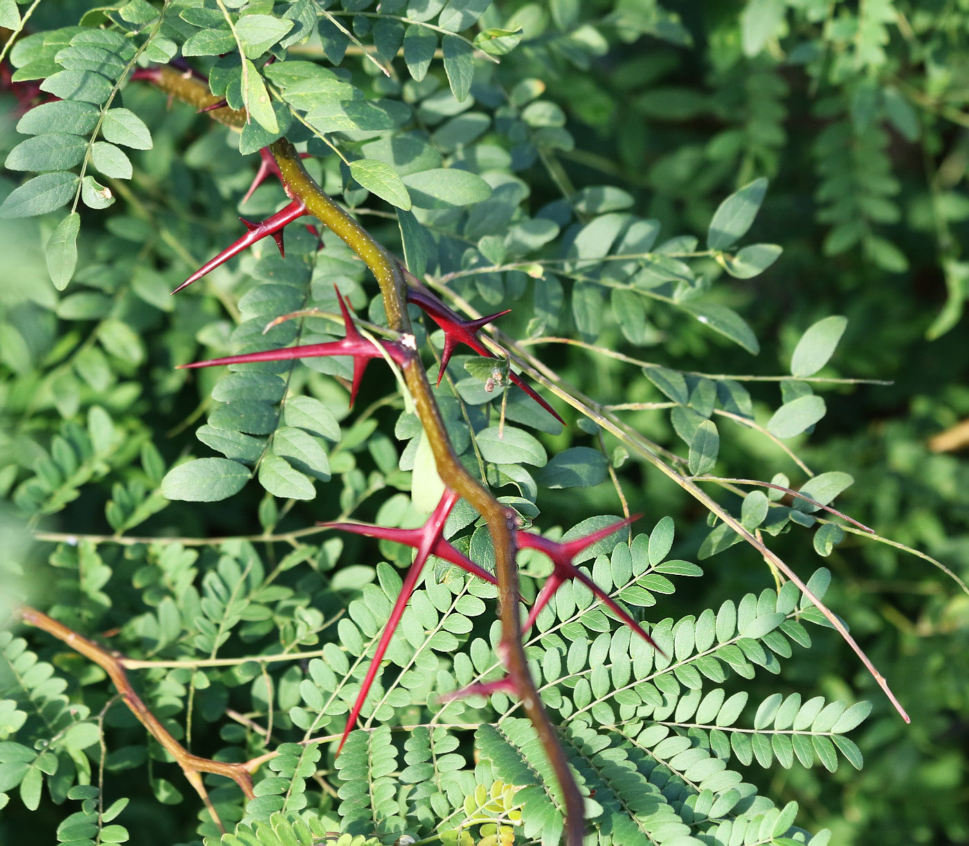 Image of Gleditsia triacanthos specimen.