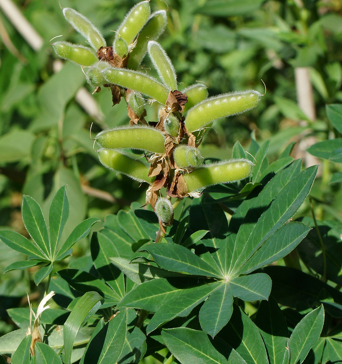 Изображение особи Lupinus &times; regalis.