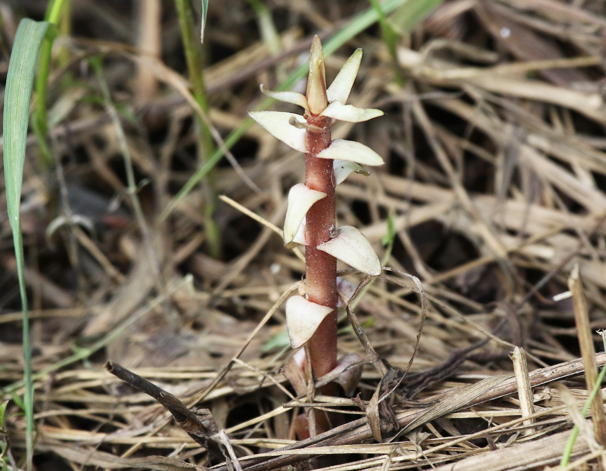 Image of class Magnoliopsida specimen.