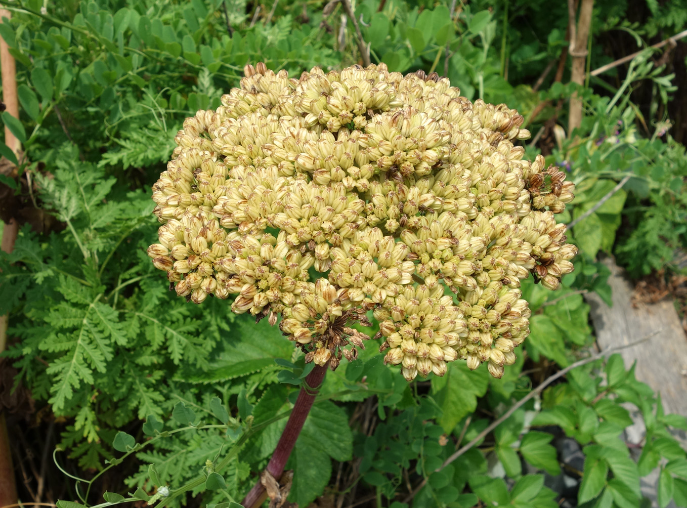 Изображение особи Ligusticum scoticum.