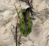 Erodium malacoides. Незрелое соплодие. Израиль, Голанские высоты, гора Бенталь, просека в дубовом маквисе. 07.03.2020.