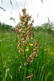 Rumex acetosa. Верхушка плодоносящего растения. Нидерланды, провинция Гронинген, Харен, пойменный луг. 21 мая 2006 г.