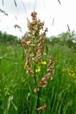 Rumex acetosa