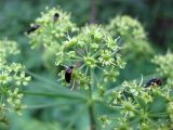 Heracleum sibiricum. Часть соцветия с питающимися насекомыми. Украина, Черкасская обл., Каневский р-н, Региональный ландшафтный парк \"Трахтемиров\", лесная дорога. 3 июля 2010 г.