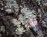 Parmelia sulcata
