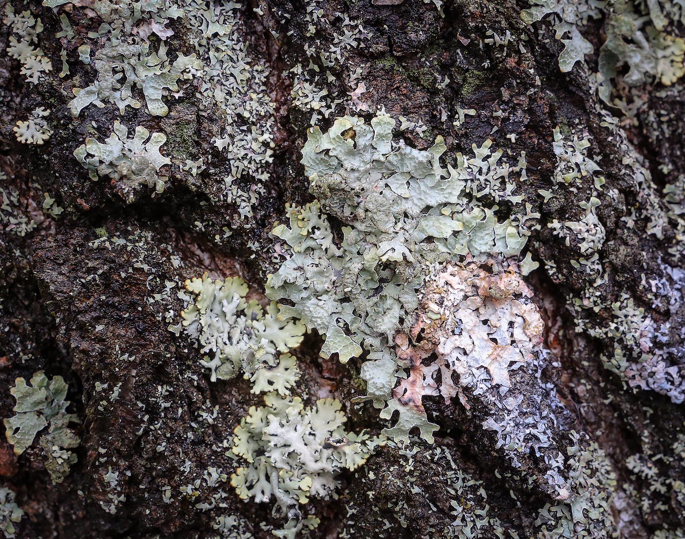 Image of Parmelia sulcata specimen.