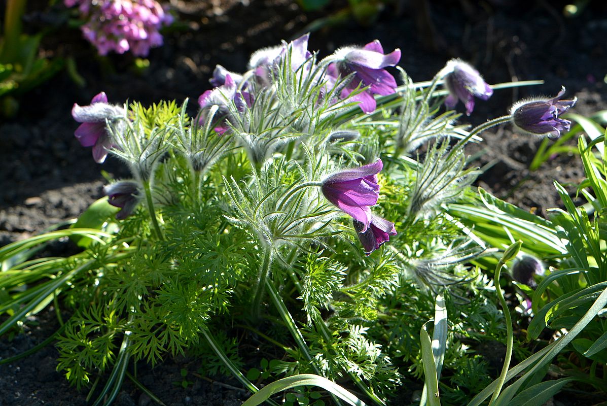 Image of Pulsatilla vulgaris specimen.