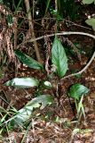 Tacca integrifolia