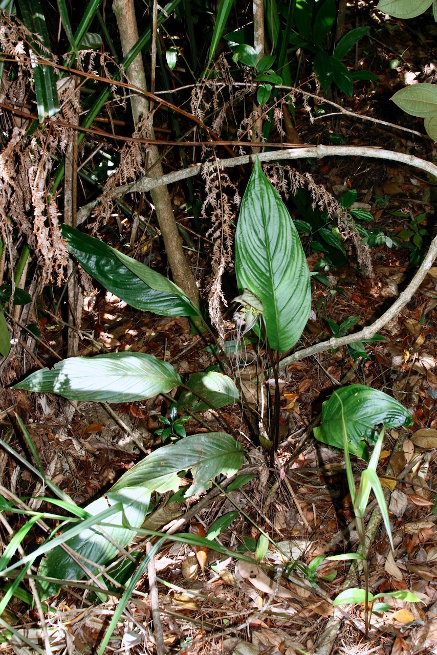 Изображение особи Tacca integrifolia.