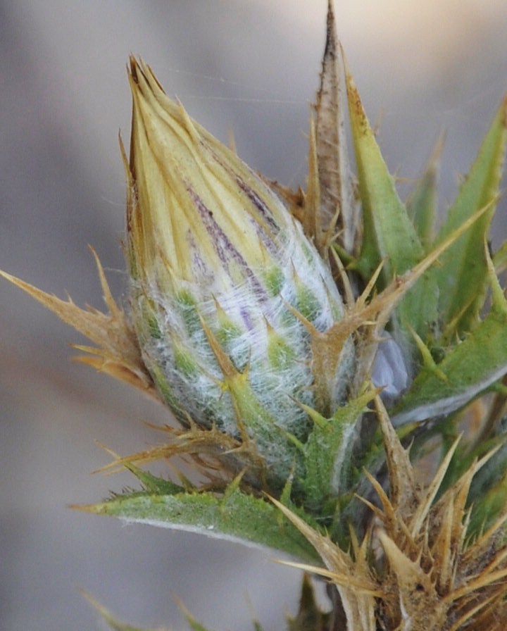 Image of Carlina corymbosa specimen.