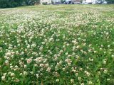 Trifolium repens