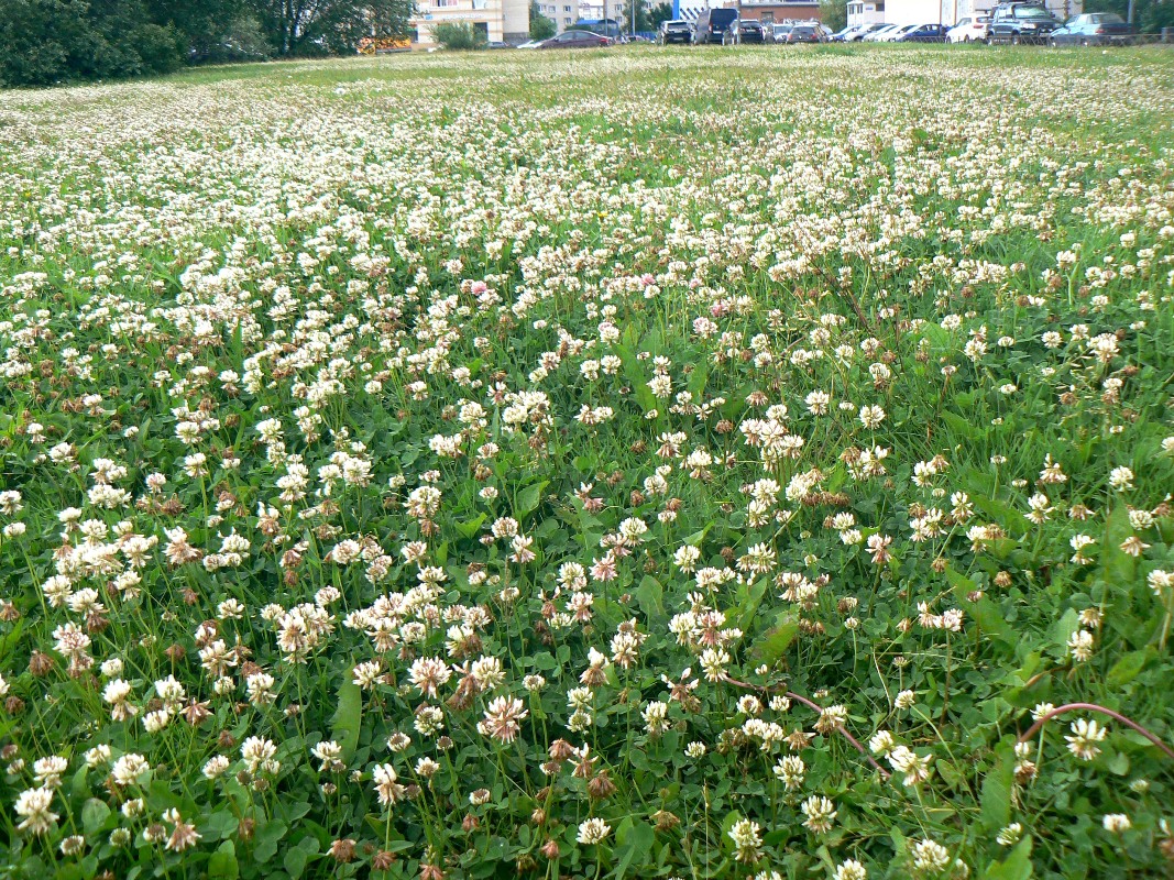 Image of Trifolium repens specimen.