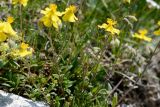 Helianthemum buschii