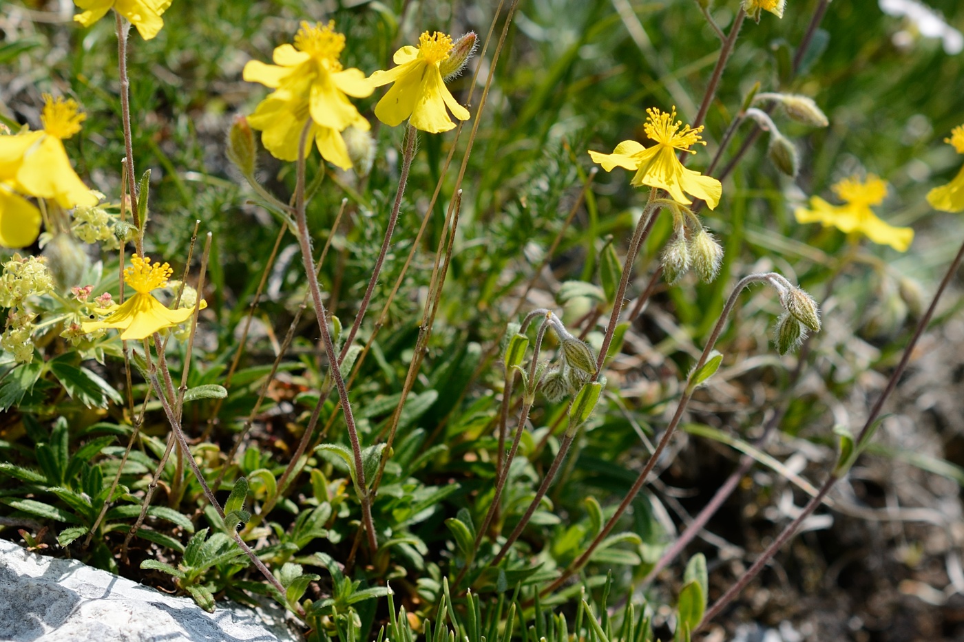 Изображение особи Helianthemum buschii.