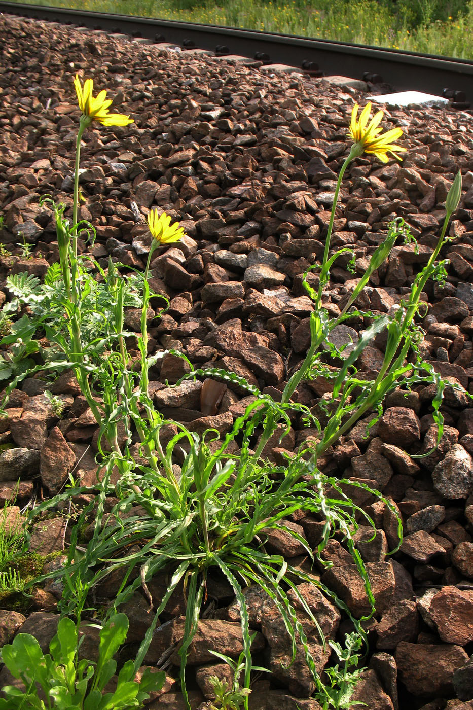 Изображение особи Tragopogon orientalis.