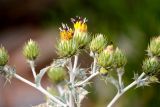 Cousinia vicaria