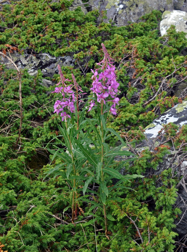 Изображение особи Chamaenerion angustifolium.