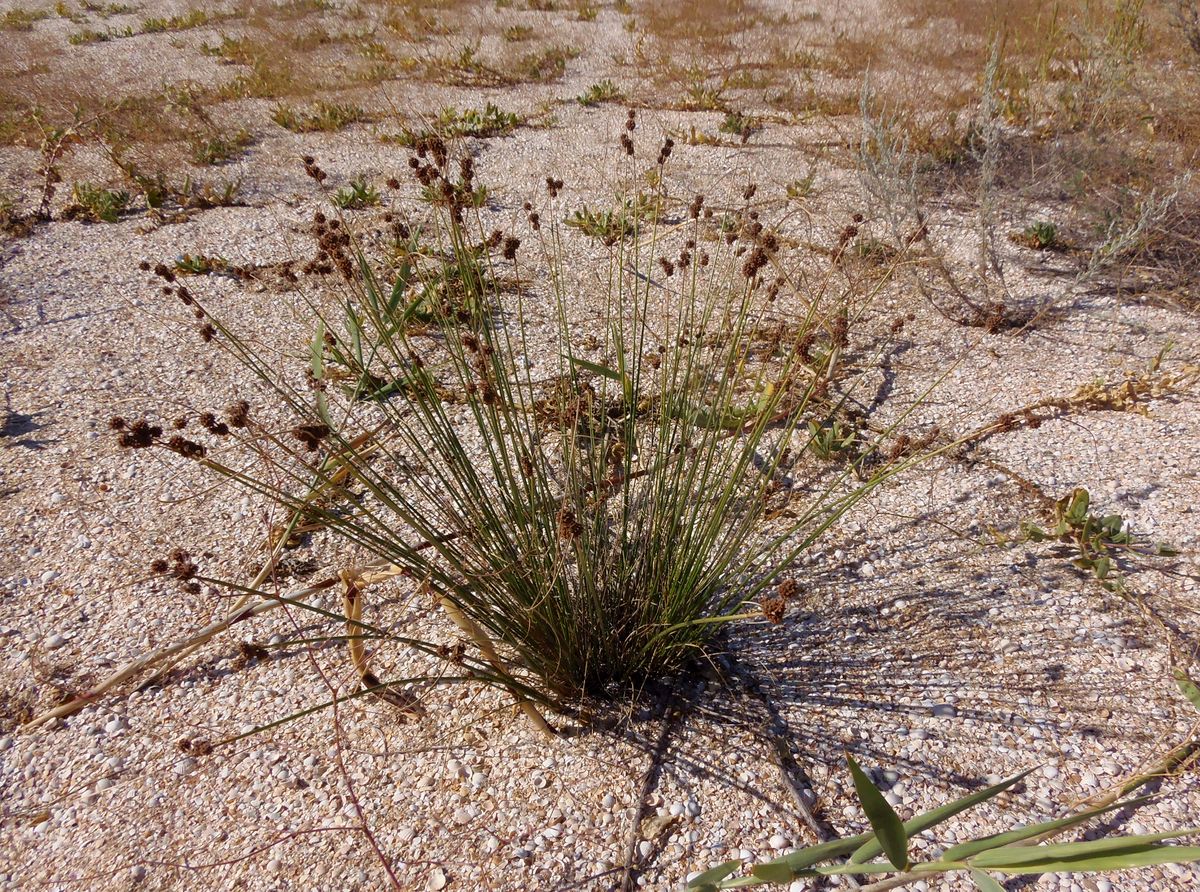 Image of Scirpoides holoschoenus specimen.