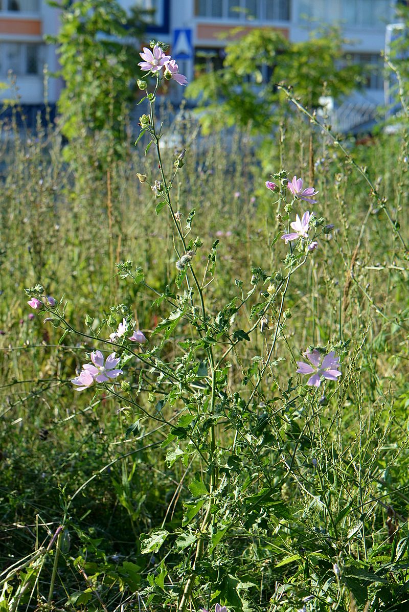 Image of Malva thuringiaca specimen.